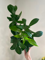 Load image into Gallery viewer, Philodendron 'Florida Green'

