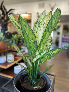 Dieffenbachia 'Vesuvius'