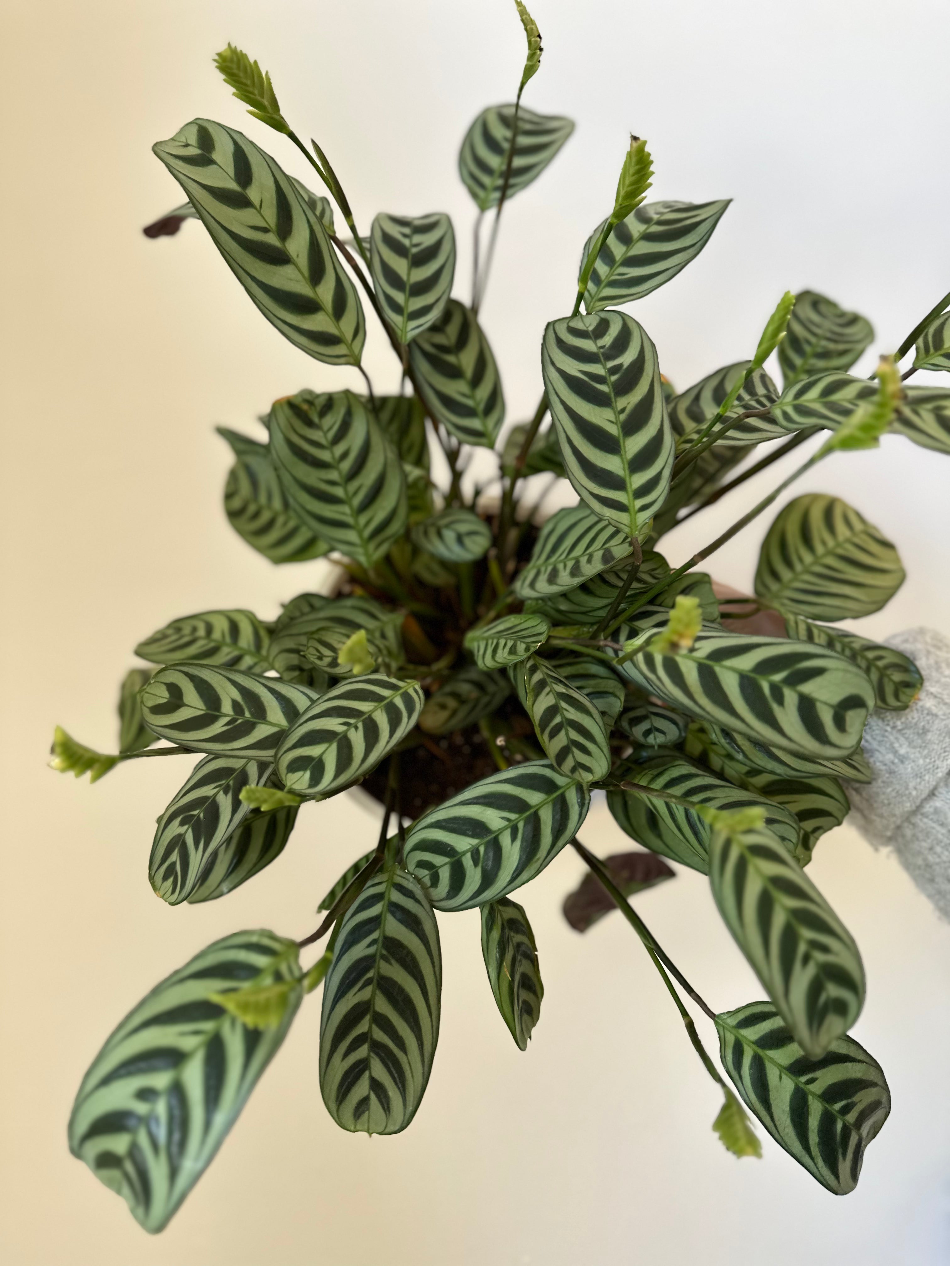 burle marx prayer plant Ctenenthe 'Burle Marx' – Dirt Bag