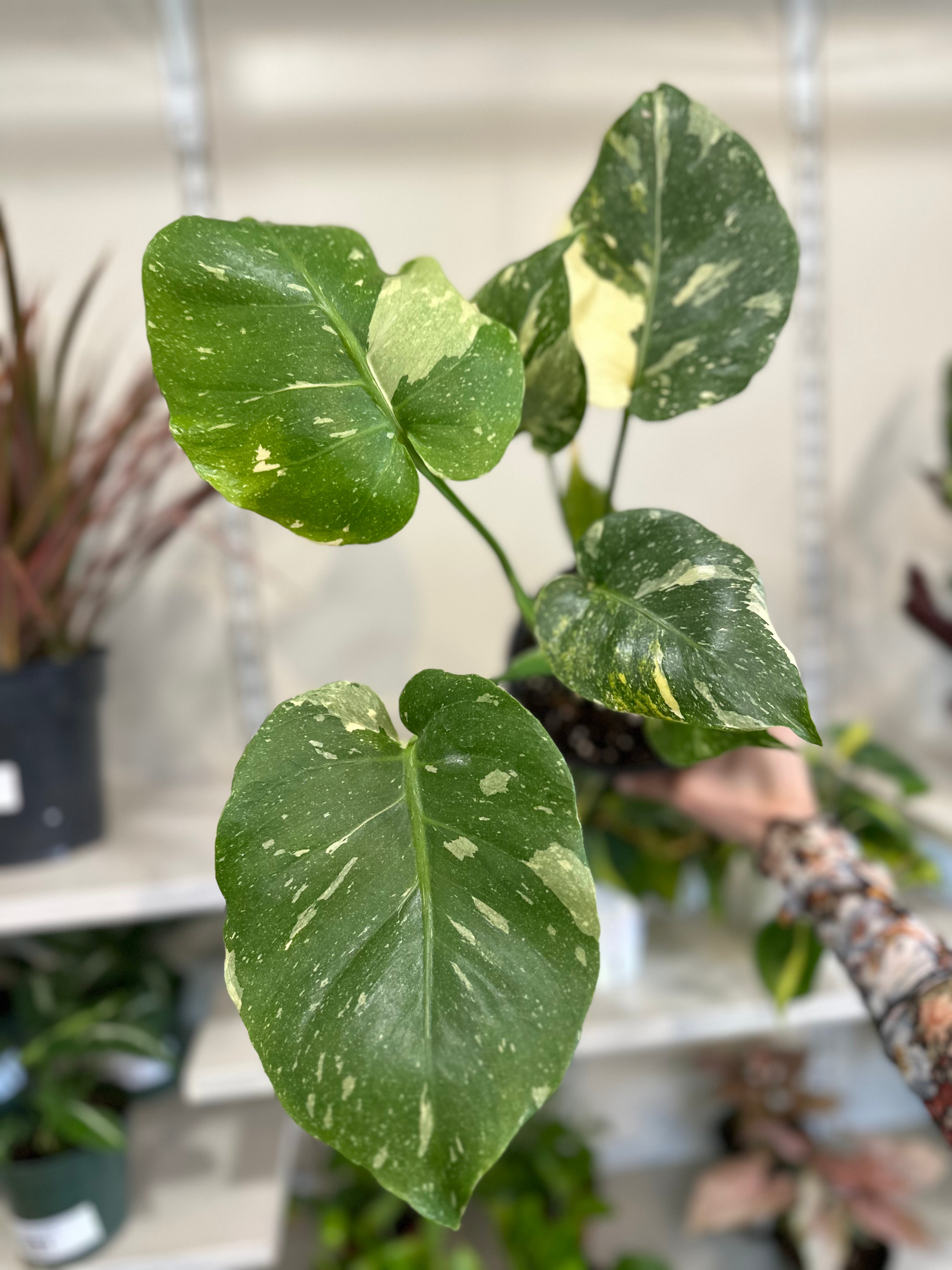 monstera thai constellation near me Monstera 'Thai Constellation ' – Dirt Bag