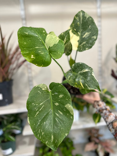 monstera thai constellation soil Monstera 'Thai Constellation ' – Dirt Bag