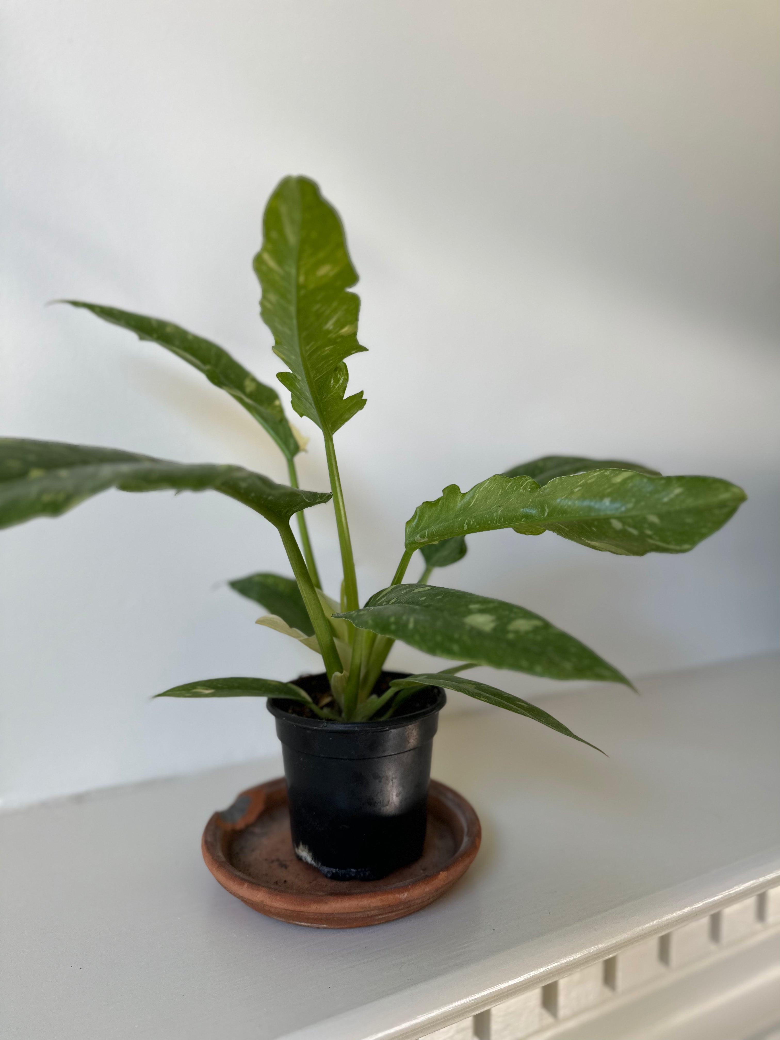 philodendron ring of fire size Philodendron 'Ring of Fire' – Dirt Bag
