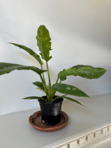 ring of fire philodendron seeds Philodendron 'Ring of Fire' – Dirt Bag