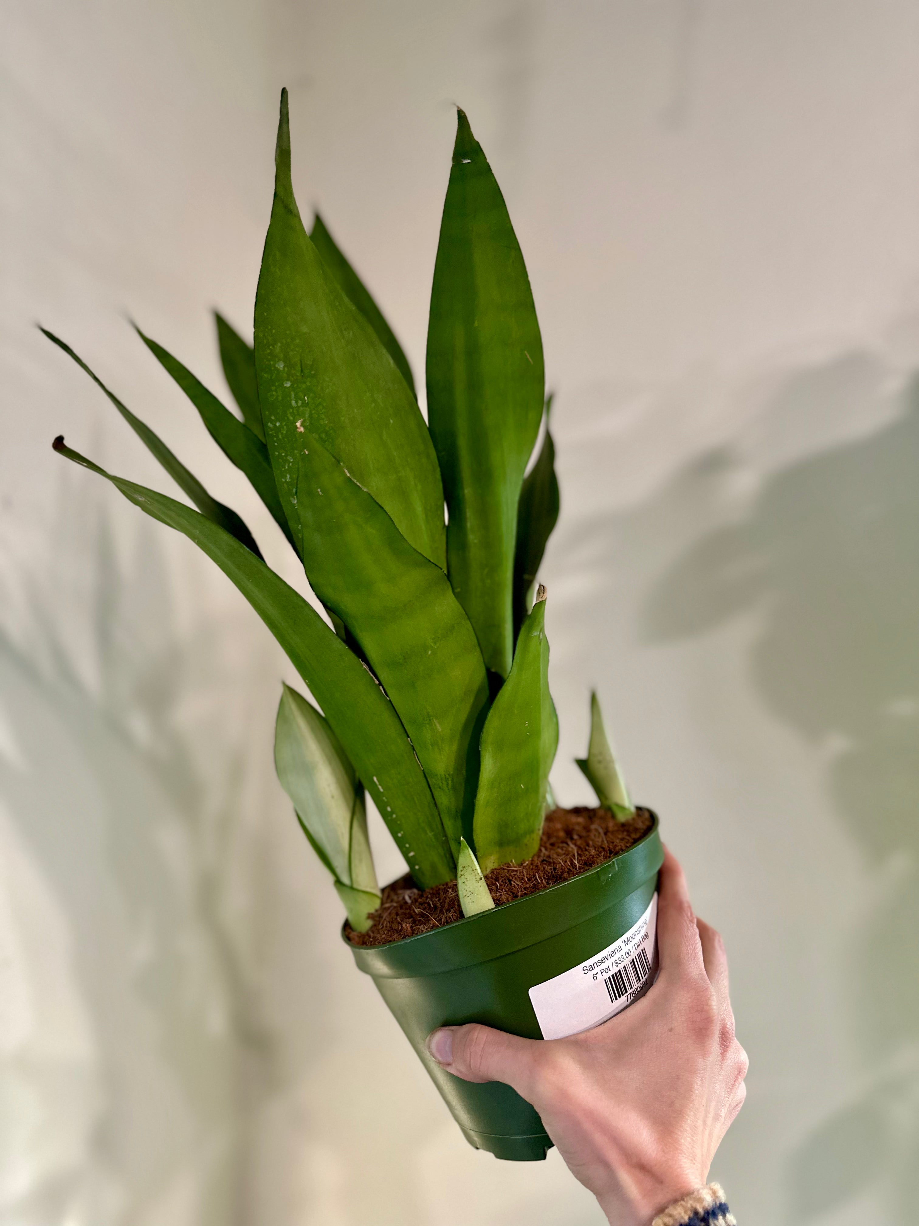 dirt for snake plant Sansevieria 'Moonshine' – Dirt Bag
