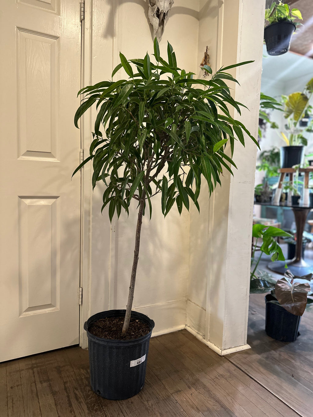 Dirt bag-Ficus Alii Standard