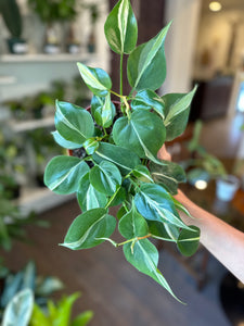 rio philodendron plant Philodendron Rio 'Silver Stripe' – Dirt Bag