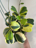 Load image into Gallery viewer, dirt bag_ Hoya Kerrii 'Sweetheart' Variegated
