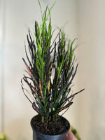 Load image into Gallery viewer, Dirt bag_ Croton 'Picasso's Paintbrish'
