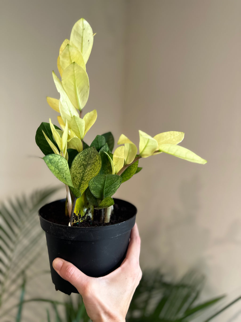 Dirt bag-Zamioculcas Zamiifolia Variegated Chameleon ZZ