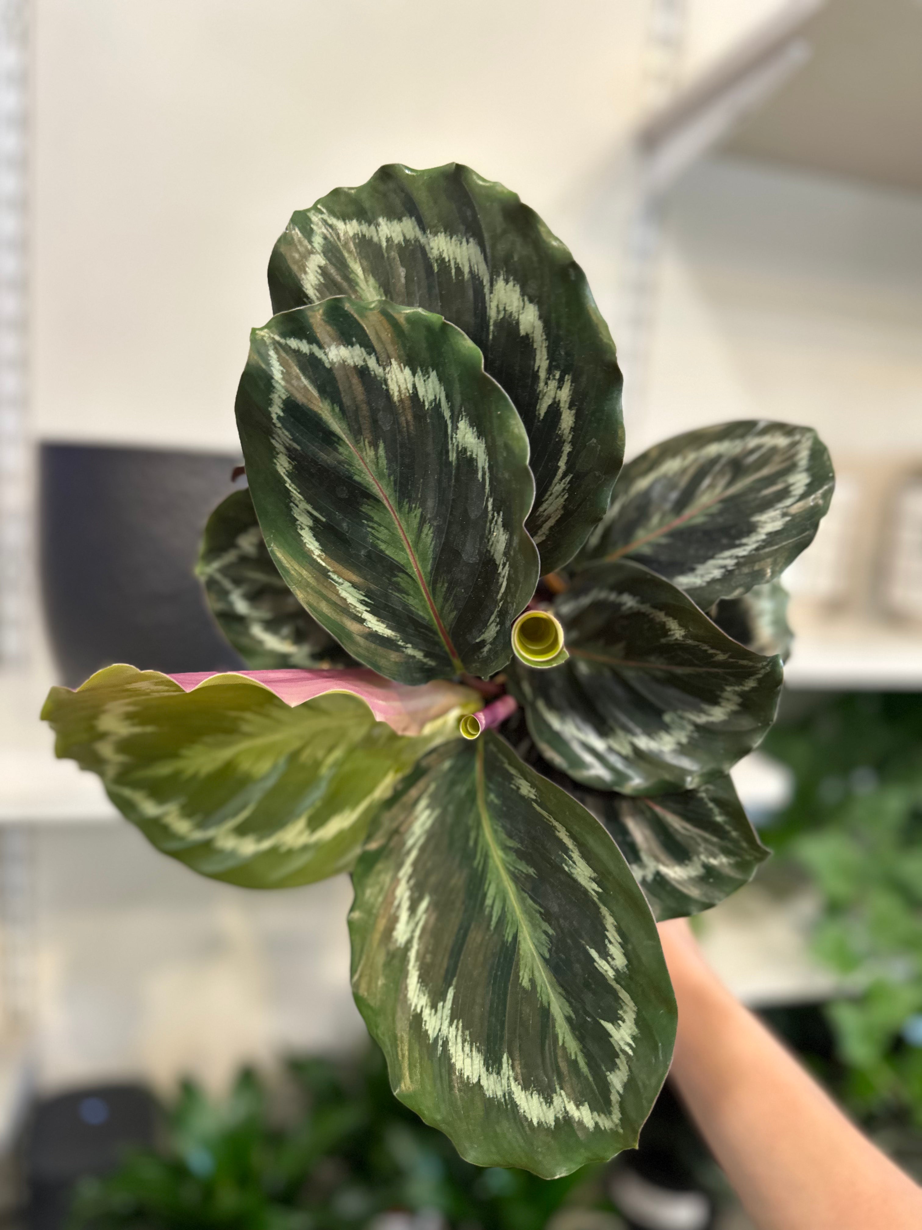 Calathea Roseopicta 'Medallion'