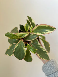 Peperomia 'Ginny'