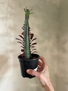 Dirt bag_ Euphorbia Trigona Red