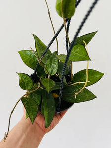 Hoya 'Black Margin'
