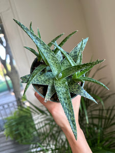 Hybrid Aloe Vera