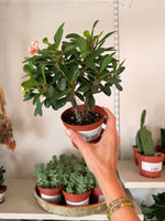 Load image into Gallery viewer, Euphorbia 'Crown of Thorns'
