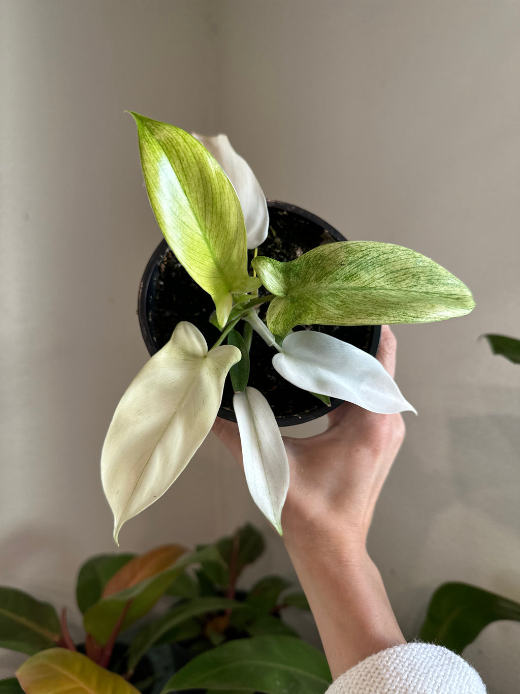 Dirt bag-Philodendron 'Florida Ghost'