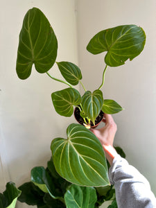 Philodendron 'Gloriosum'