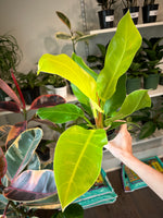 Load image into Gallery viewer, Philodendron 'Moonlight'
