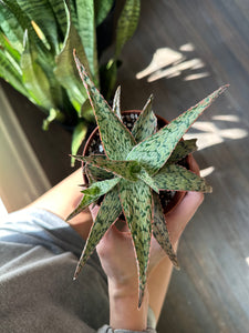 Hybrid Aloe Vera