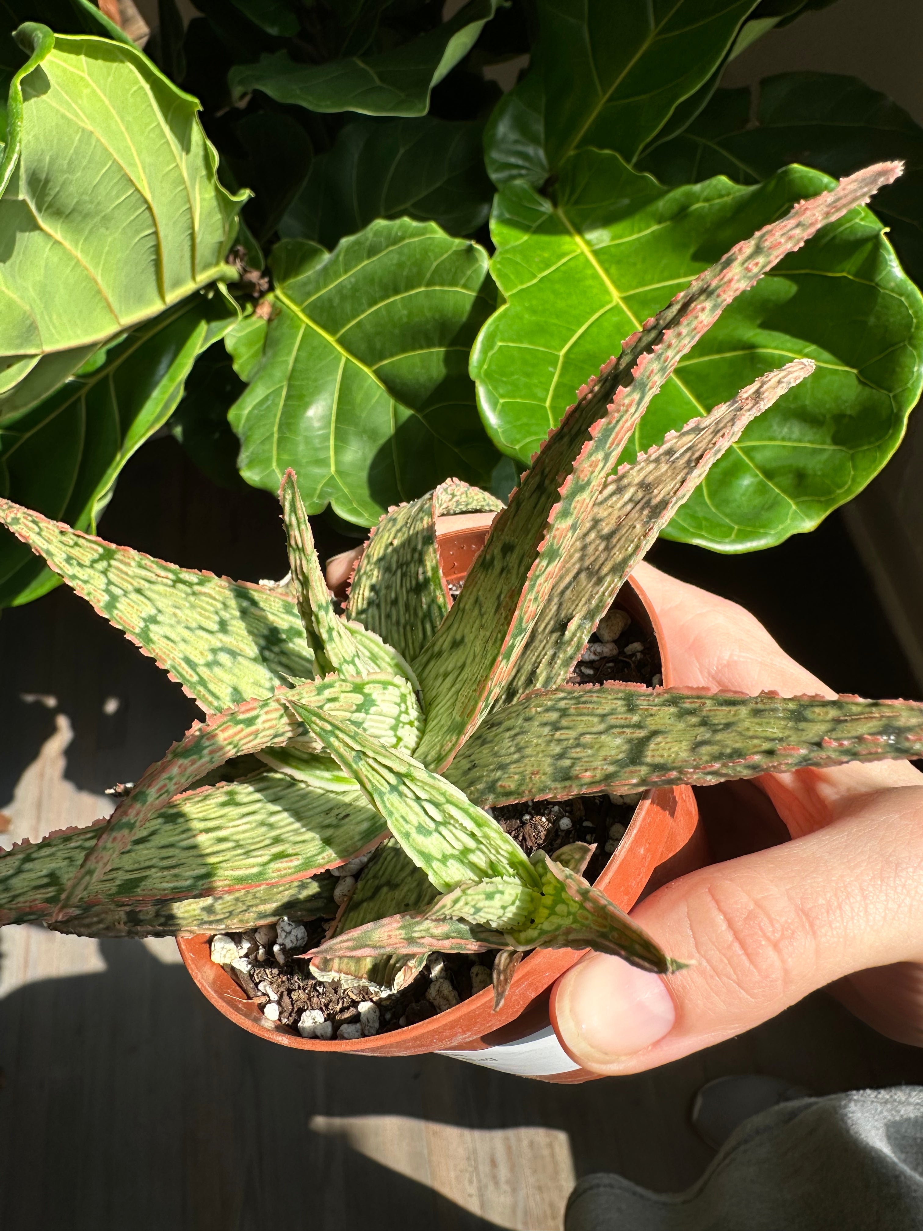 Hybrid Aloe Vera