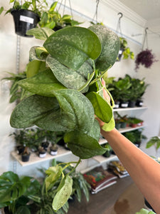 Scindapsus 'Mount Salak'
