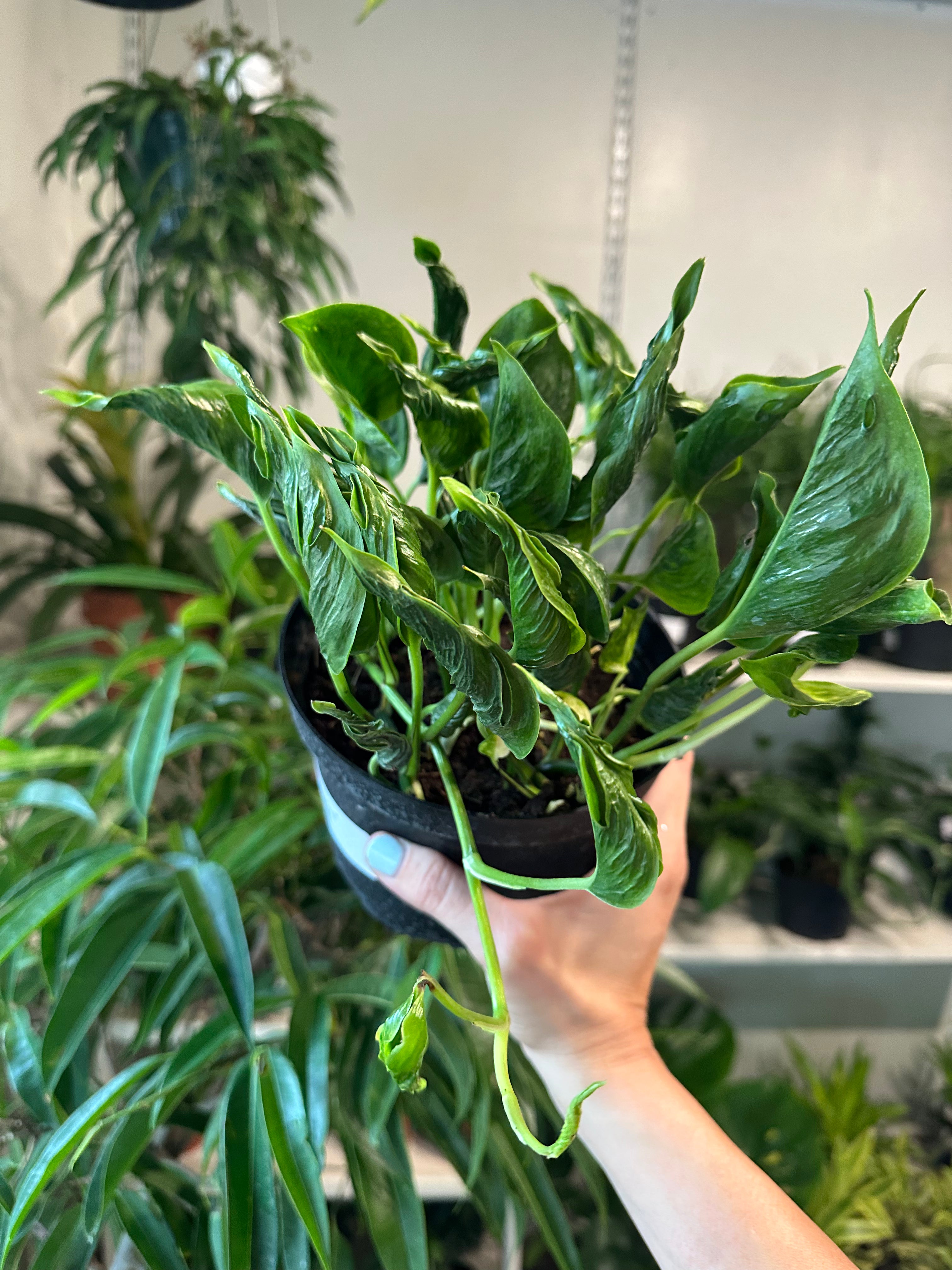 Epipremnum 'Shangri La'