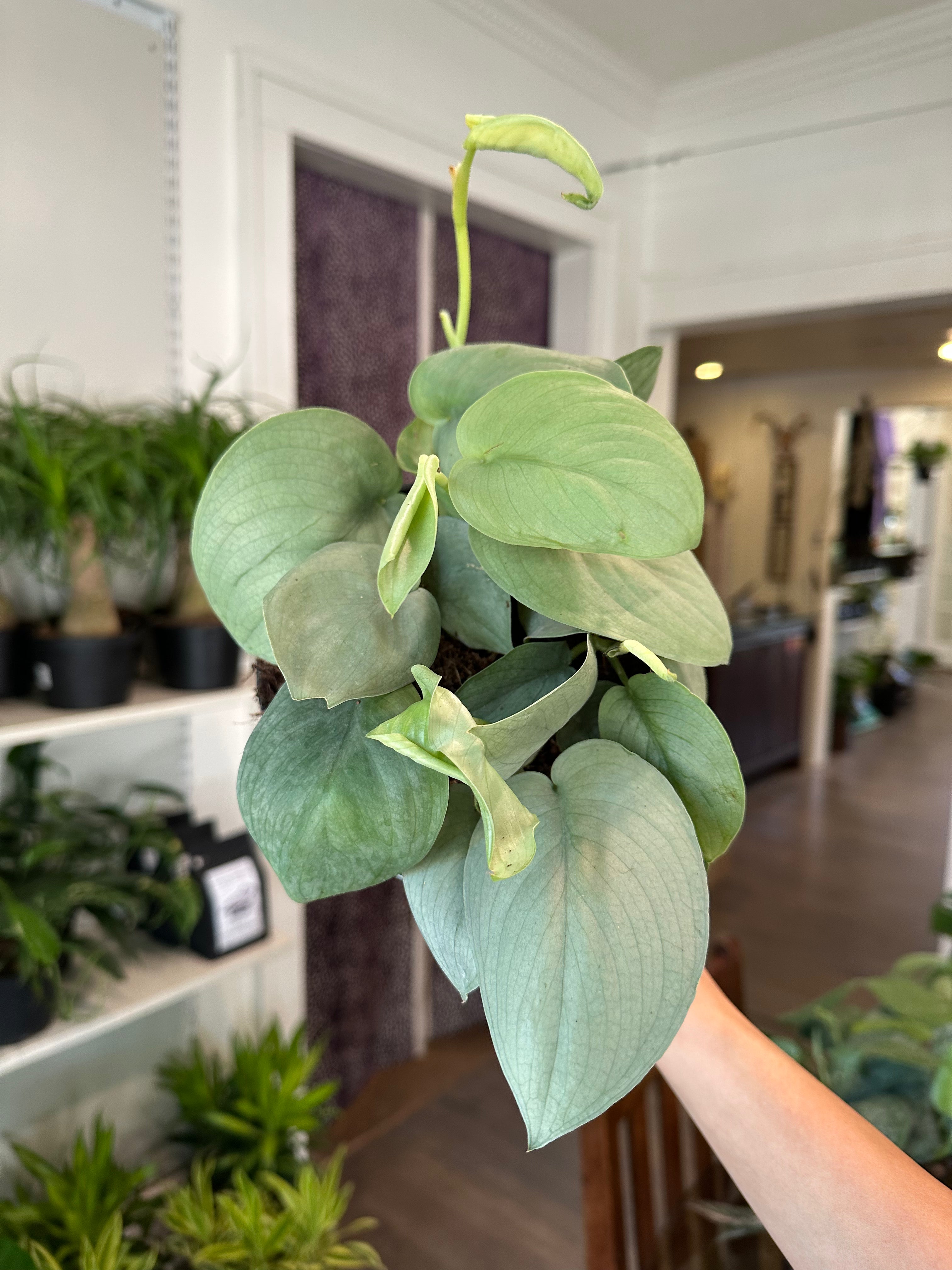 platinum pothos Scindapsus 'Java Platinum' – Dirt Bag
