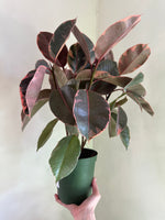 Load image into Gallery viewer, Dirt bag_ Ficus Elastica 'Ruby'
