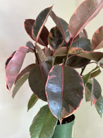 Load image into Gallery viewer, Dirt bag-Ficus Elastica 'Ruby'
