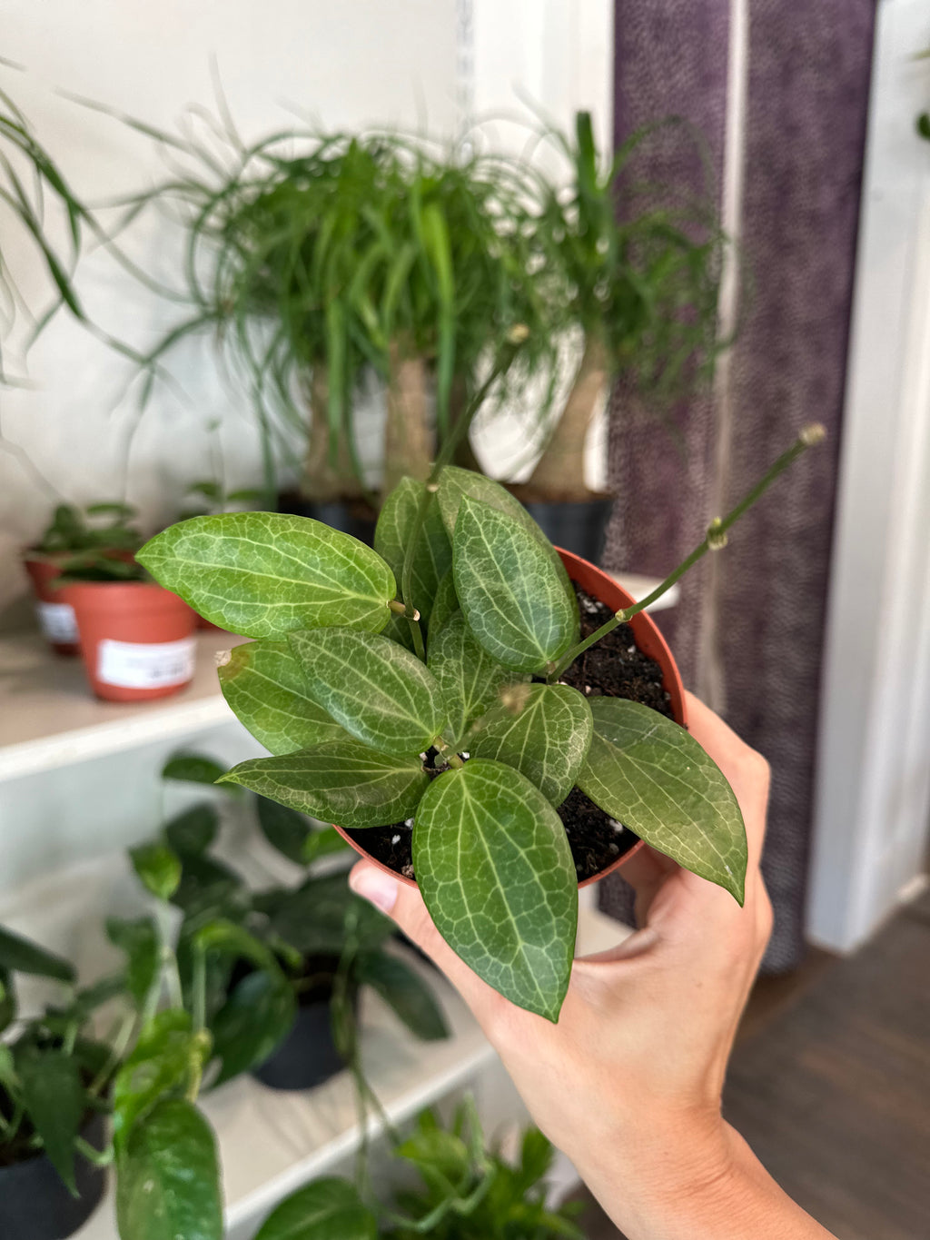 Dirt bag-Hoya 'Fitchii'