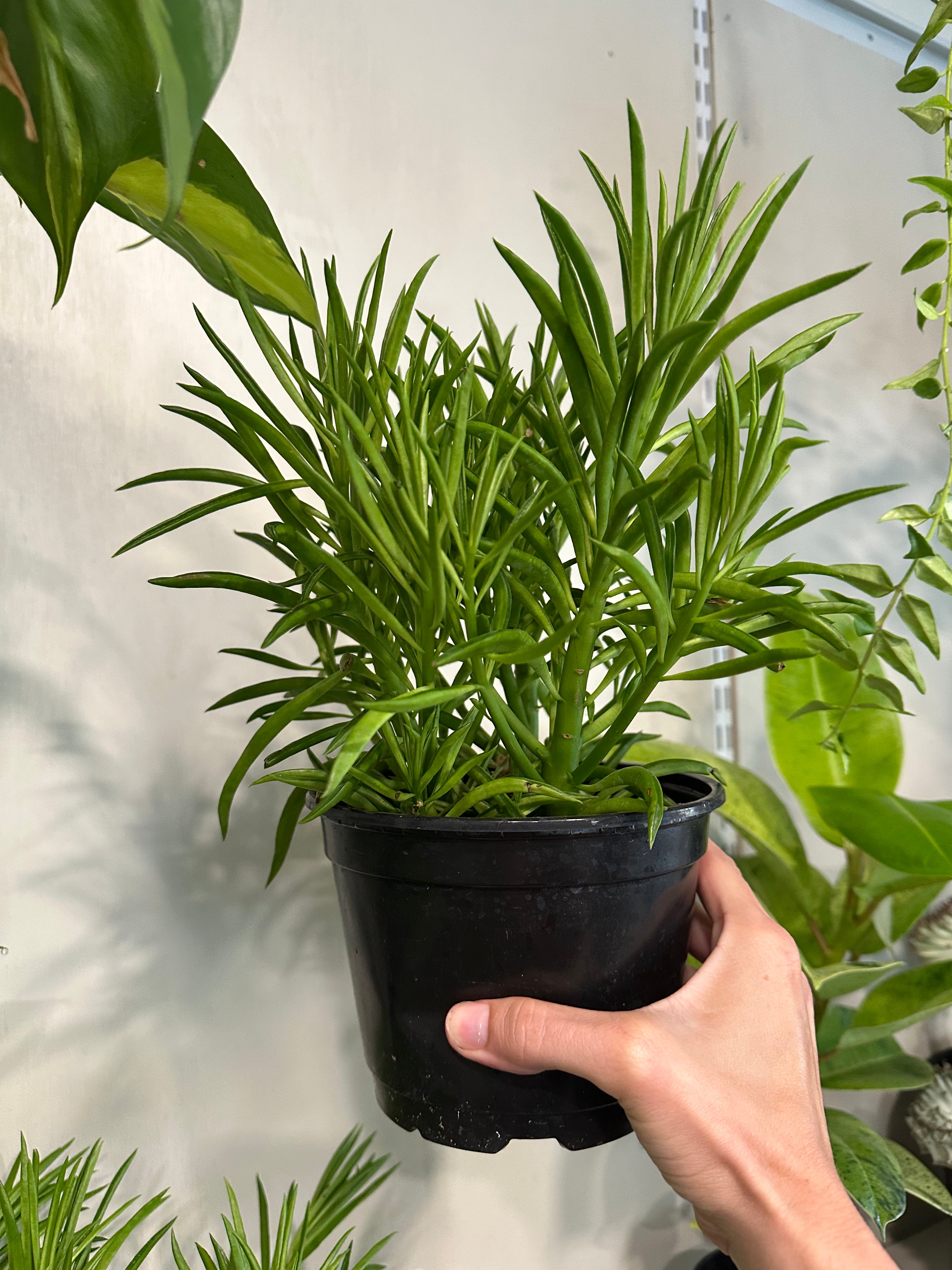 Peperomia 'Green Bean'