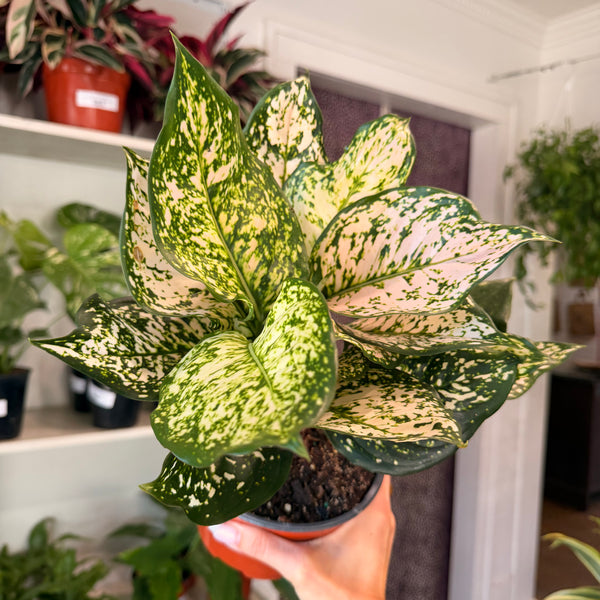 Aglaonema 'Pink Eileen'