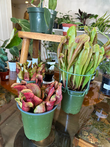 Carnivorous 'Sarracenia' Pitcher Plant