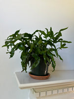 Load image into Gallery viewer, Dirt bag_ Fern 'Kangaroo Paw'
