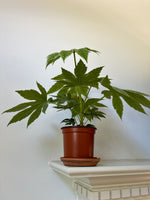 Load image into Gallery viewer, Dirt bag_ 'Spider's Web' Fatsia
