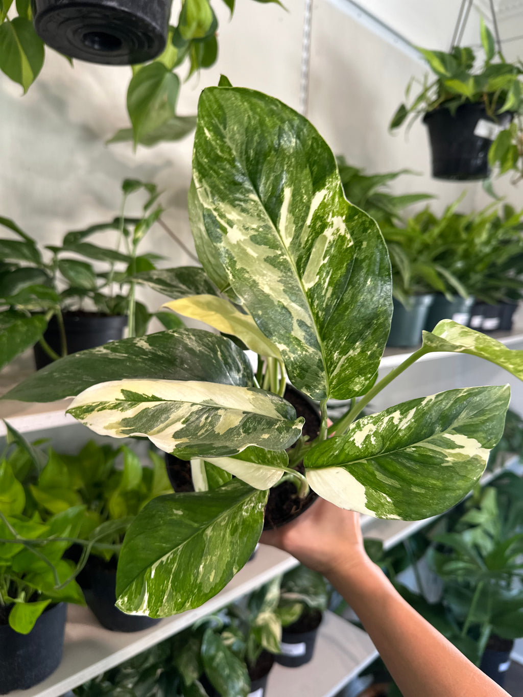 Dirt bag-Monstera Lechleriana Variegata