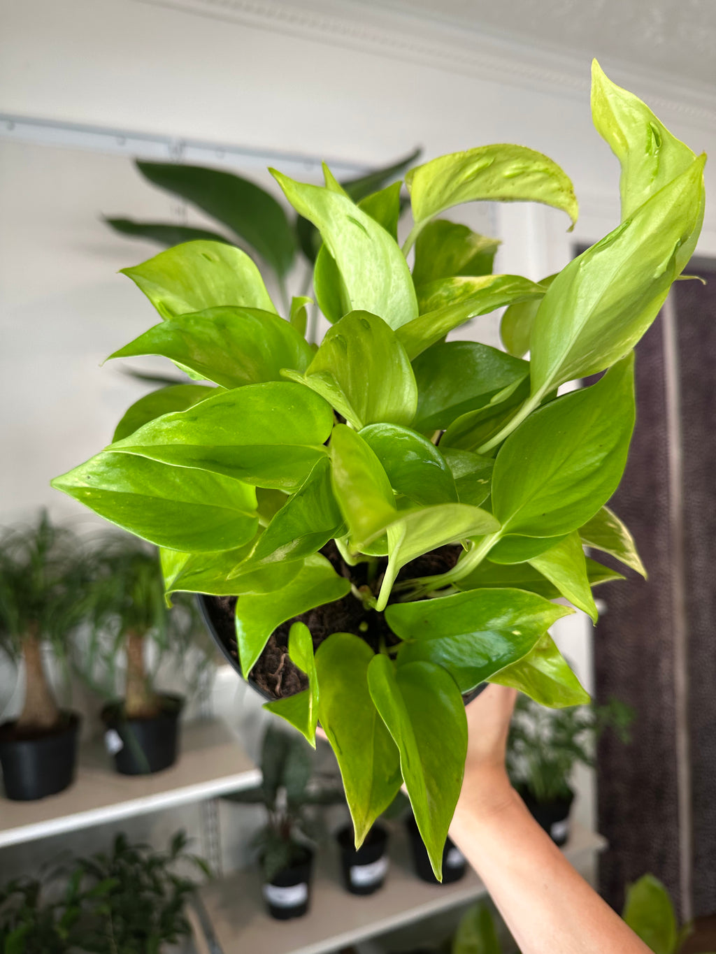 Dirt bag_ Epipremnum 'Champs- Elysees'