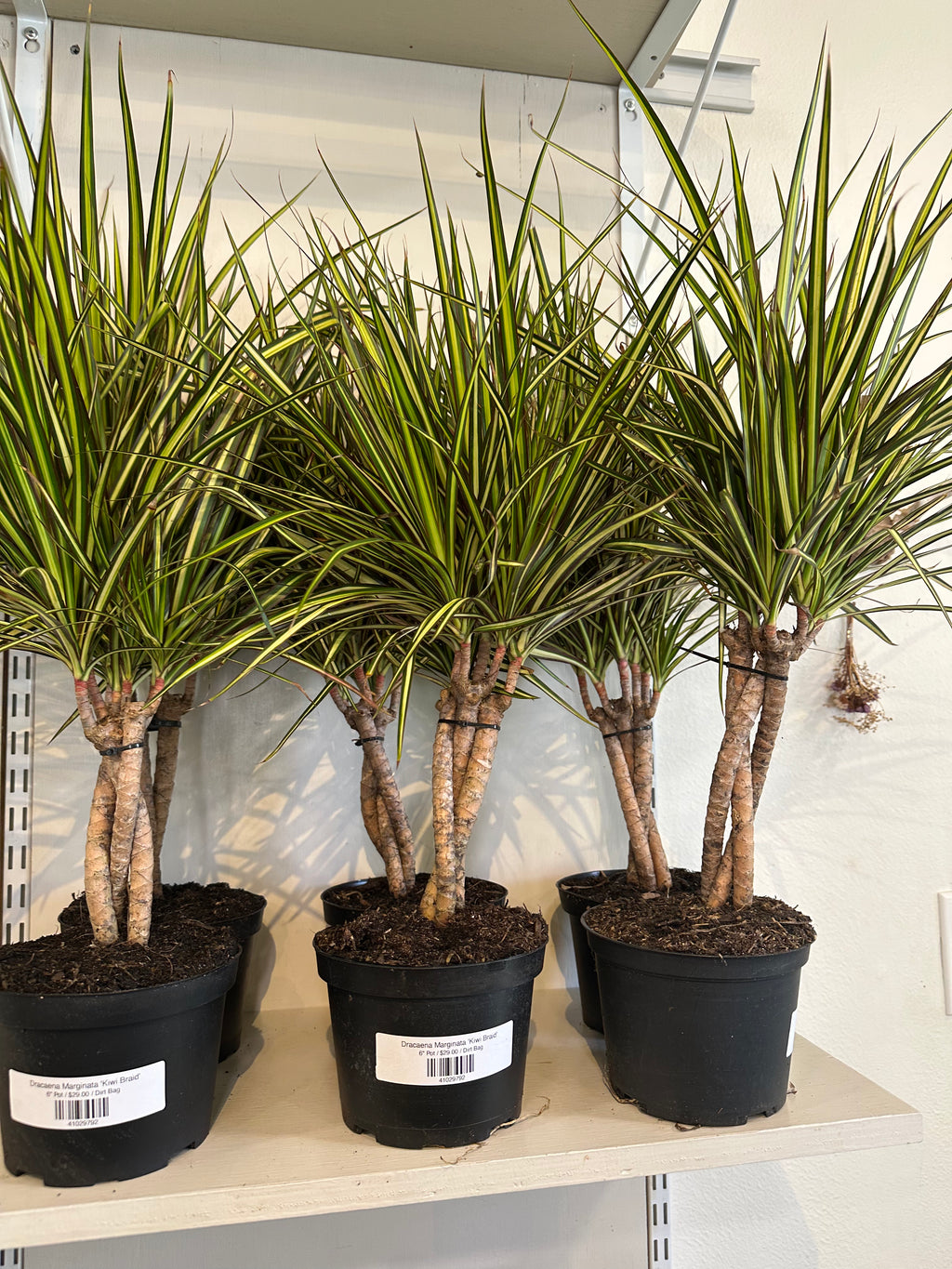 Dirt bag-Dracaena Marginata 'Kiwi Braid'