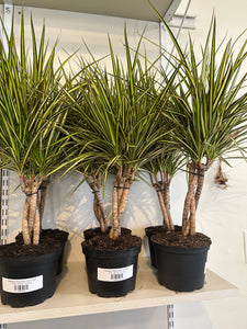 Dirt bag-Dracaena Marginata 'Kiwi Braid'