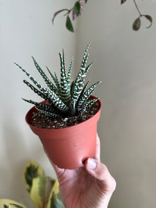 Dirt bag_ Haworthia 'Zebra'