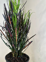 Load image into Gallery viewer, Dirt bag_ Croton 'Picasso's Paintbrish'
