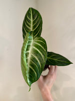 Load image into Gallery viewer, Dirt bag_ Caladium lindenii 'Magnificum'
