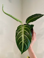 Load image into Gallery viewer, Dirt bag_ Caladium lindenii 'Magnificum'
