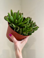 Load image into Gallery viewer, Dirt bag_ Succulent 'Baby Toes'
