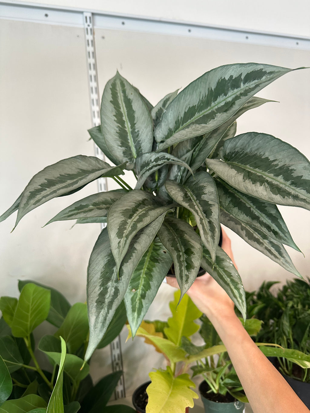 Schismatoglottis Wallichii 'Silver Indukan'