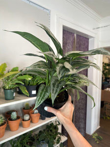 Schismatoglottis Wallichii 'Silver Indukan'