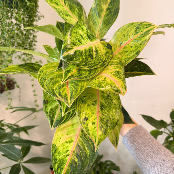 Aglaonema 'Green Papaya'