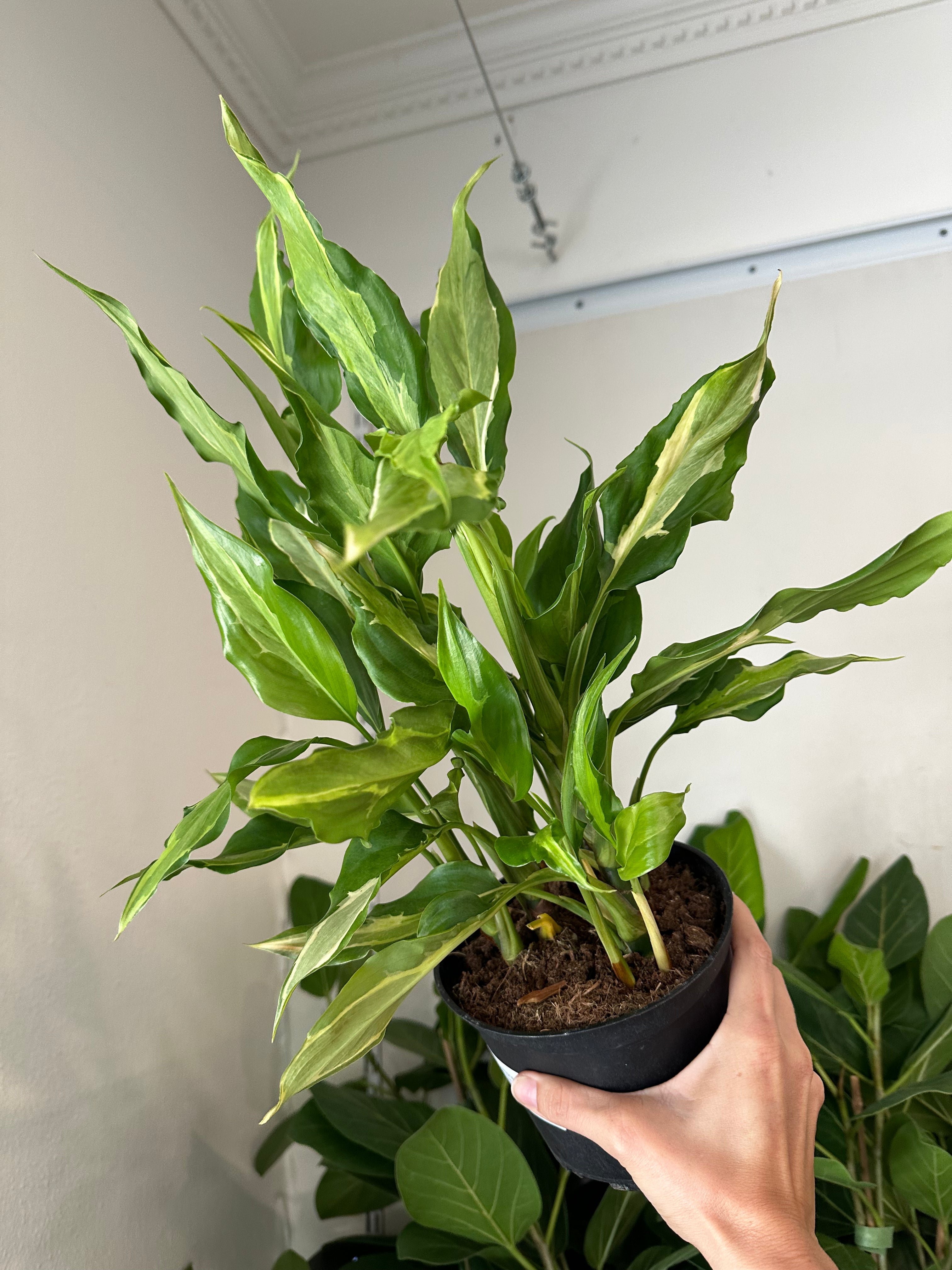 Dirt bag Aglaonema Spathonema