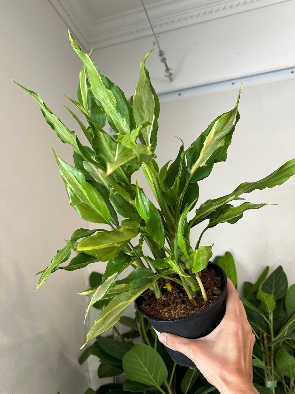 Dirt bag Aglaonema Spathonema