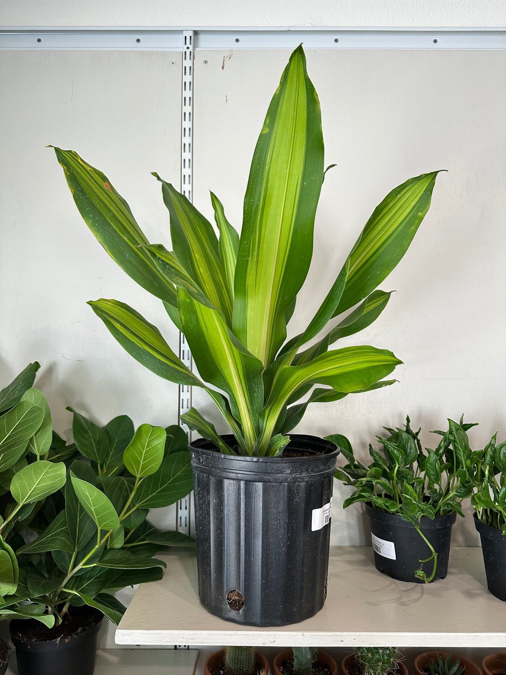 Dirt bag Dracaena 'Golden Heart'